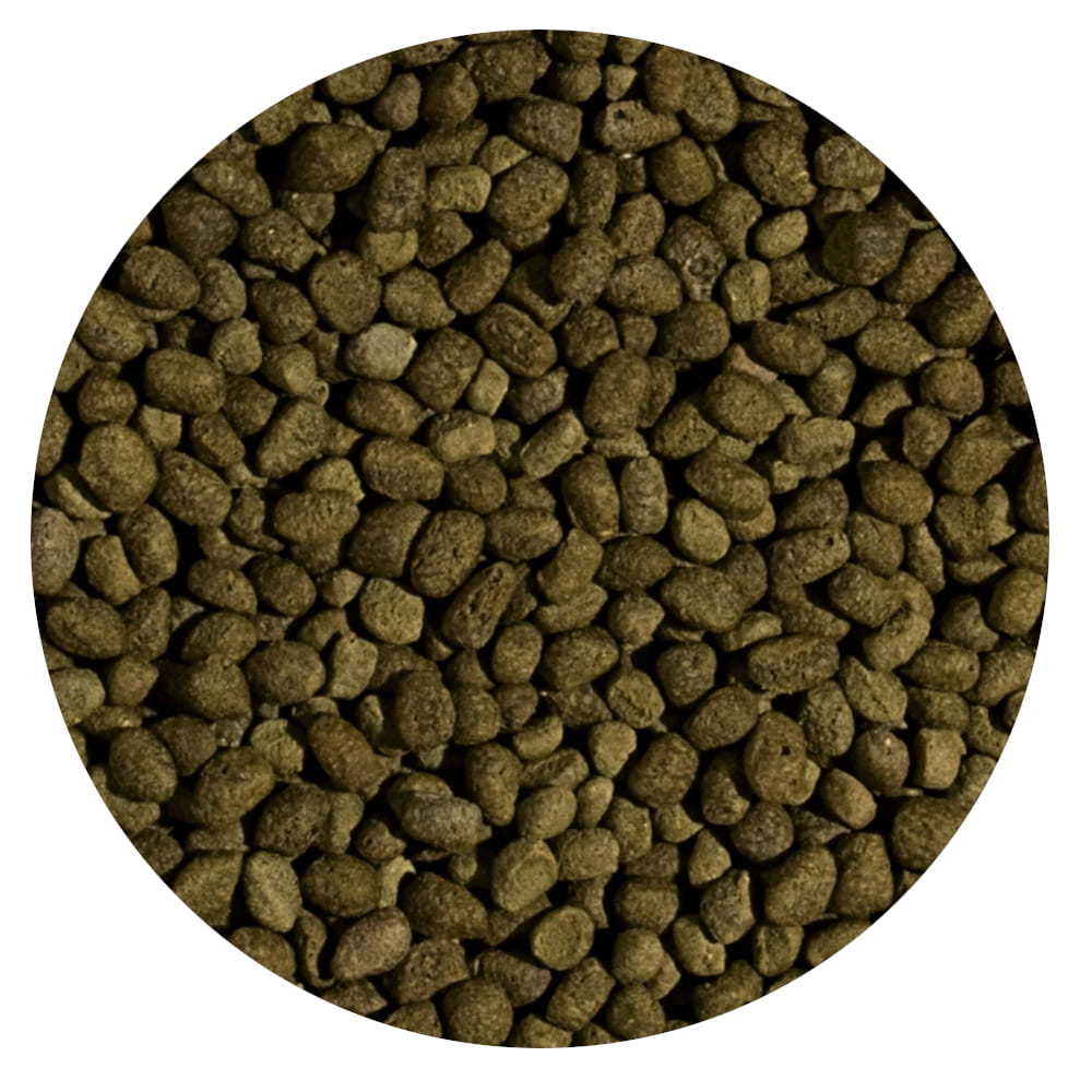 koi spirulina4.jpg